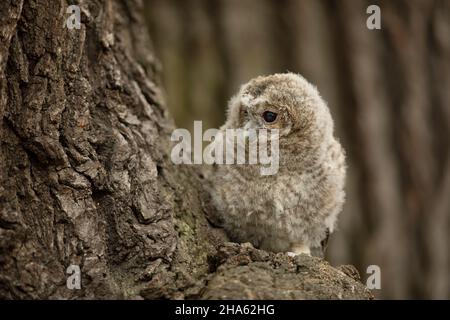 Waldkauz - Strix aluco - jugendlich gerade aus dem Nest. Tschechische republik Stockfoto