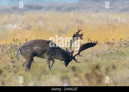 Damwild in der Furche, Cervus dama, Herbst, hessen, deutschland, europa Stockfoto