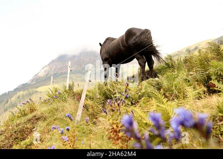 noriker Hengst im spertental bei aschau / kirchberg in tirol in den kitzbüheler alpen in tirol Stockfoto