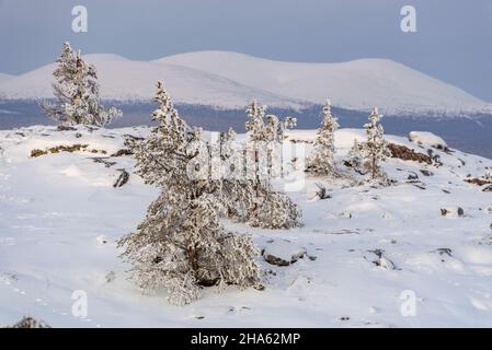 Baumgrenze bei särkitunturi, dahinter pallastunturi, muonio, Fjell-lappland, finnland Stockfoto