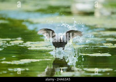 eurasischer Ruß (fulica atra) läuft auf einem See, bayern, deutschland Stockfoto