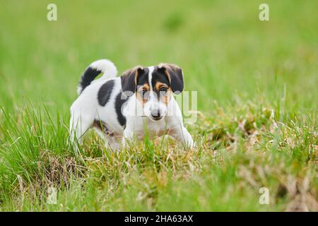 jack russell Terrier, Welpe, Hund auf einer Wiese, bayern, deutschland Stockfoto