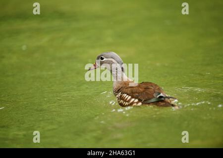 mandarinente (aix galericulata) beim Schwimmen auf einem See, weiblich, bayern, deutschland Stockfoto