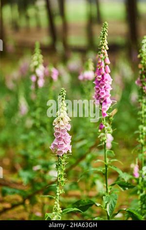 Blühender balearischer Fuchshandschuh (digitalis purpurea) im Wald,bayern,deutschland Stockfoto