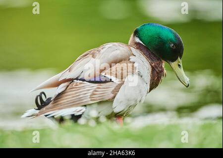 mallard (anas platyrhynchos) Männchen steht auf einer Wiese,bayern,deutschland Stockfoto