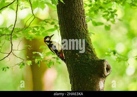 Buntspecht (dendrocopos major), sitzend auf Baumstamm mit Moos, bayern, deutschland Stockfoto