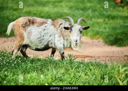 Hausziege (Capra aegagrus hircus), Wiese, stehend, Blickkamera Stockfoto