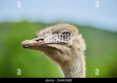 afrikanischer Strauß (struthio camelus),Portrait,bayern,deutschland Stockfoto