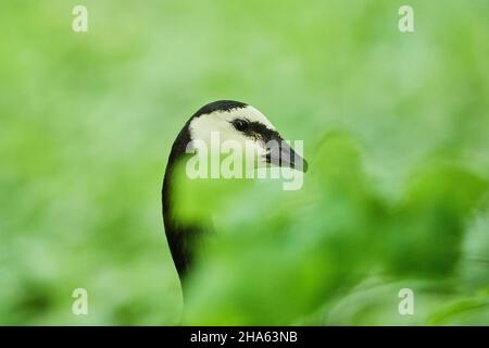 barnacle Gans (branta leucopsis),Portrait,bayern,deutschland Stockfoto