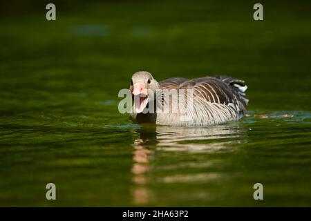 Graugans (anser anser) mit ihrem Schnabel offen schwimmend auf einem See, bayern, deutschland Stockfoto