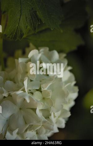 Blüten des Schneeballbaums (Viburnum opulus), auch bekannt als Cramp Bark oder Guelder-Rose. Stockfoto