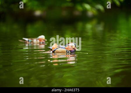 mandarinente (aix galericulata) Männchen schwimmend auf einem See,bayern,deutschland Stockfoto