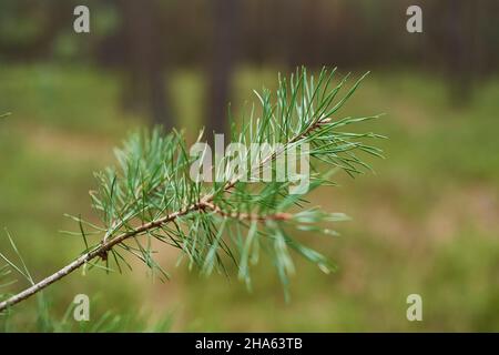 Junge waldkiefer (pinus sylvestris), Zweig, Zweig, Nadeln, bayern, deutschland Stockfoto