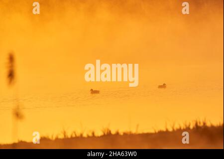 Stockenten (anas platyrhynchos) schwimmen auf einem See bei Sonnenaufgang, franken, bayern, deutschland Stockfoto