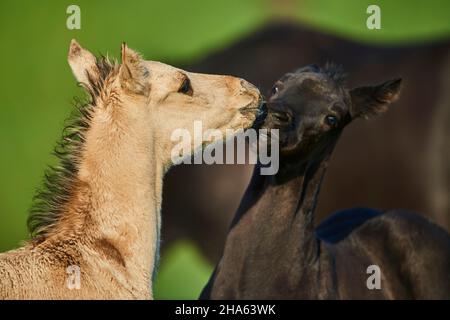 Hauspferd (equus caballus), amerikanisches Viertelpferd, Fohlen, Paddock, Stehen Stockfoto