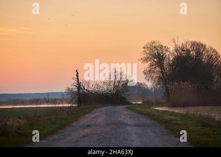 Aaskrähe (corvus corone) sitzt auf einem toten Baum neben einer unbefestigten Straße bei Sonnenaufgang, Franken bayern, deutschland Stockfoto