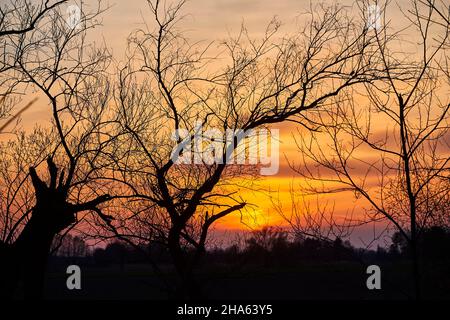 Gebrochene Weide (salix fragilis) im Winter bei Sonnenuntergang, bayern, deutschland Stockfoto