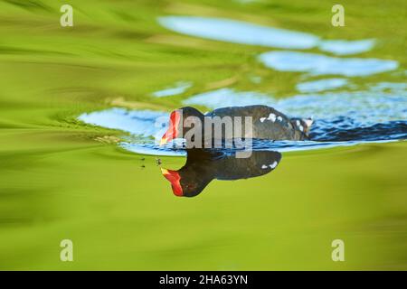 moorhen (Gallinula chloropus) mit Reflexion im Wasser,franken,bayern,deutschland Stockfoto