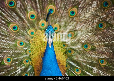 Blauer Pfau (pavo cristatus),Rad drehen,bayern,deutschland Stockfoto