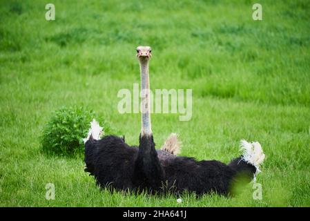 afrikanischer Strauß (struthio camelus) auf einer Wiese,bayern,deutschland Stockfoto