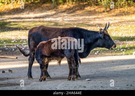 Heckrinder, Bos primigenius Taurus, behauptete die ausgestorbenen Auerochsen zu ähneln. Stockfoto