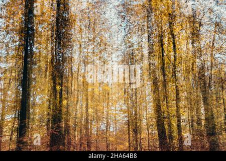 Wald im Silberbachtal Stockfoto