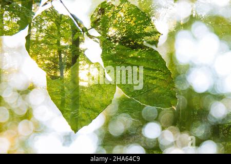 Wald im Silberbachtal Stockfoto