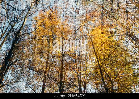 Wald im Silberbachtal Stockfoto