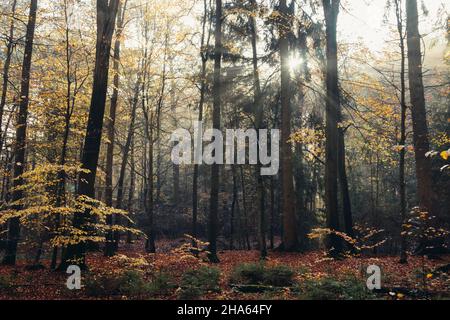 Wald im Silberbachtal Stockfoto