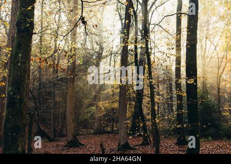 Wald im Silberbachtal Stockfoto