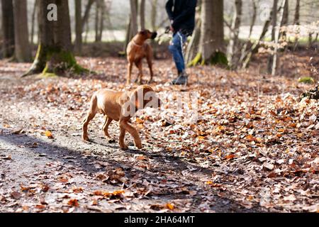 Kurzhaariger ungarischer, zeigender Hund Stockfoto