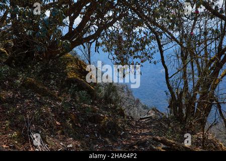 Der Frühling im Himalaya ist die beste Zeit, um die Blüte der Rhododendronbäume zu sehen Stockfoto