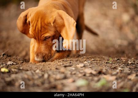 Kurzhaariger ungarischer, zeigender Hund Stockfoto