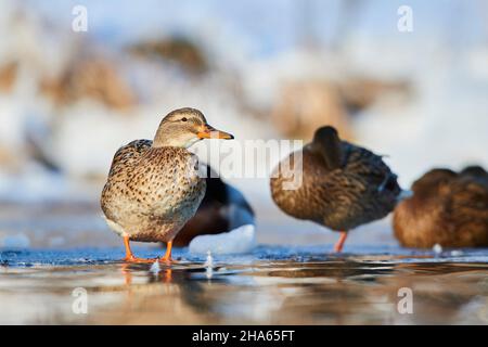 mallard (anas platyrhynchos), weiblich, steht auf einem gefrorenen See, bayern, deutschland Stockfoto