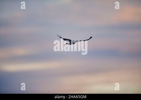 Aaskrähe (corvus corone), fliegt am Himmel, bayern, deutschland Stockfoto