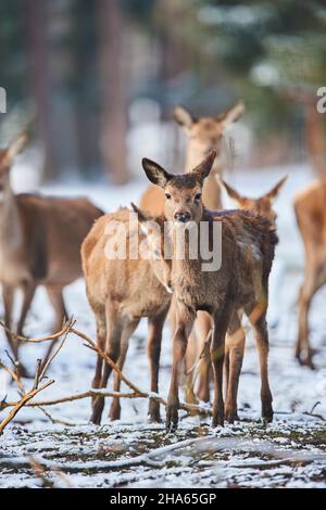 Rotwild (Cervus elaphus), Hinterkopf, Winter, Lichtung, Stehen, Blick auf die Kamera Stockfoto