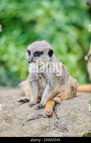 Erdmännchen (Suricata suricatta), Wüste, Nahaufnahme Stockfoto