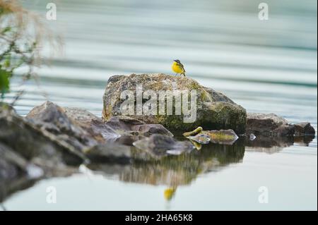 westgraue Bachstelze (motacilla flava), die bei Sonnenuntergang auf Felsen an der donau sitzt, Bayern, deutschland Stockfoto