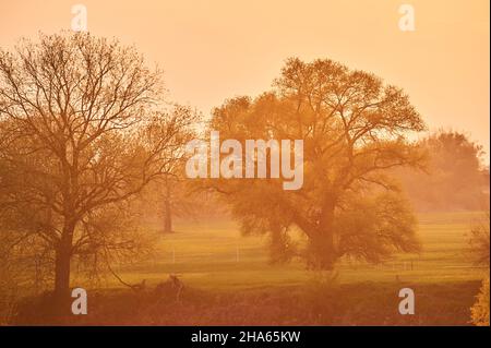 Gebrochene Weide (salix fragilis) im Frühjahr, blühend, bayern, deutschland Stockfoto