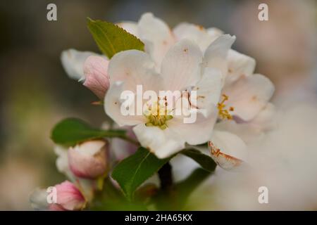 Kultivierter Apfel (prunus domestica), blühend, bayern, deutschland Stockfoto