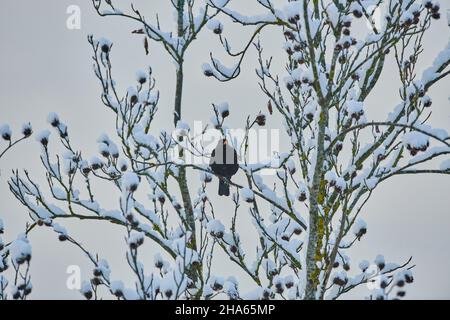 amsel (turdus merula), Männchen, im Winter auf Zweig sitzend, bayern, deutschland Stockfoto