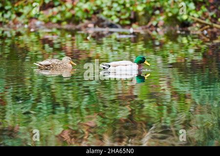 mallard (anas platyrhynchos), Paar, drake und Weibchen, schwimmen auf einem See in bayern, deutschland Stockfoto