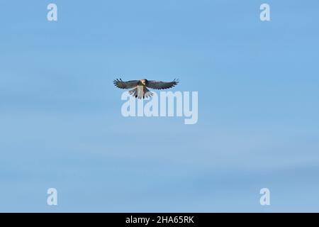 Gemeiner Turmfalke (falco tinnunculus), Weibchen, Jagd im Schüttelflug, bayern, deutschland Stockfoto