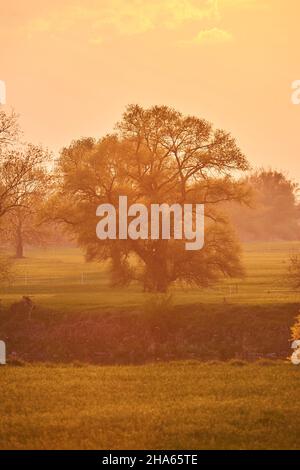 Gebrochene Weide (salix fragilis) im Frühjahr, blühend, bayern, deutschland Stockfoto