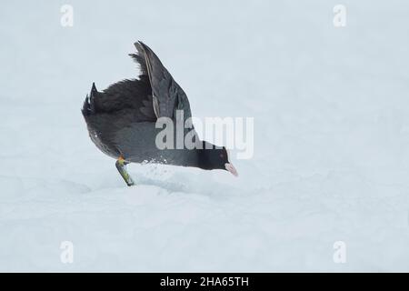 ruß oder Ruß (fulica atra) im Winter, bayern, deutschland Stockfoto