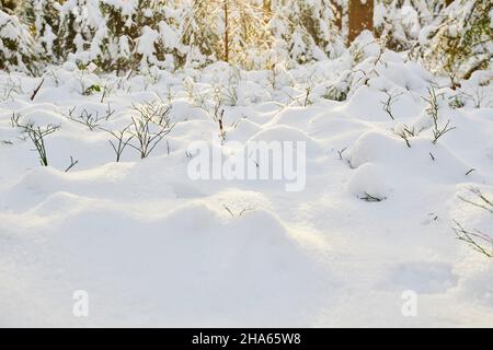 Schneedecke über dem Waldboden,vorderer bayerischer wald Nationalpark,bayern,deutschland,europa Stockfoto