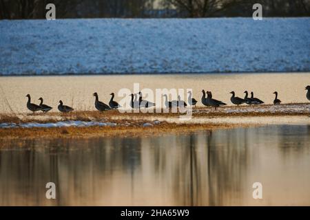 Graugänse (anser anser), stehend auf einer überfluteten Wiese,bayern,deutschland Stockfoto