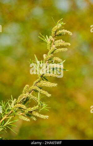 Gebrochene Weide (salix fragilis), Infrastruktur, Samen, Kätzchen und junge Blätter, bayern, deutschland Stockfoto