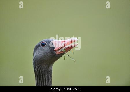 Graugans (Anser anser), Portrait, Zischen, bayern, deutschland Stockfoto