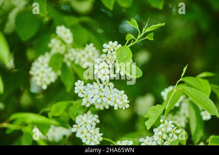 Gewöhnliche Vogelkirsche, gewöhnliche Vogelkirsche oder Traubenkirsche (prunus padus, Padus avium), Blüten, bayern, deutschland, europa Stockfoto